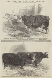 La exposición de ganado del Club Smithfield, ganado premiado